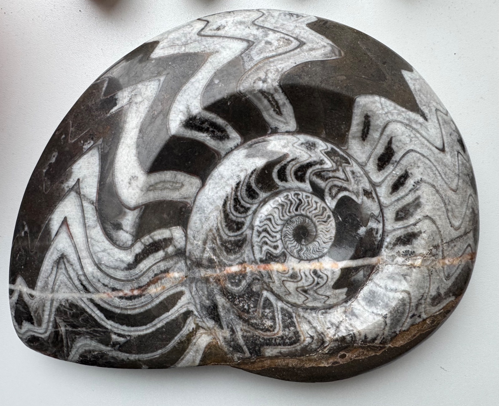 Polished Devonian Goniatite Fossil - view 1