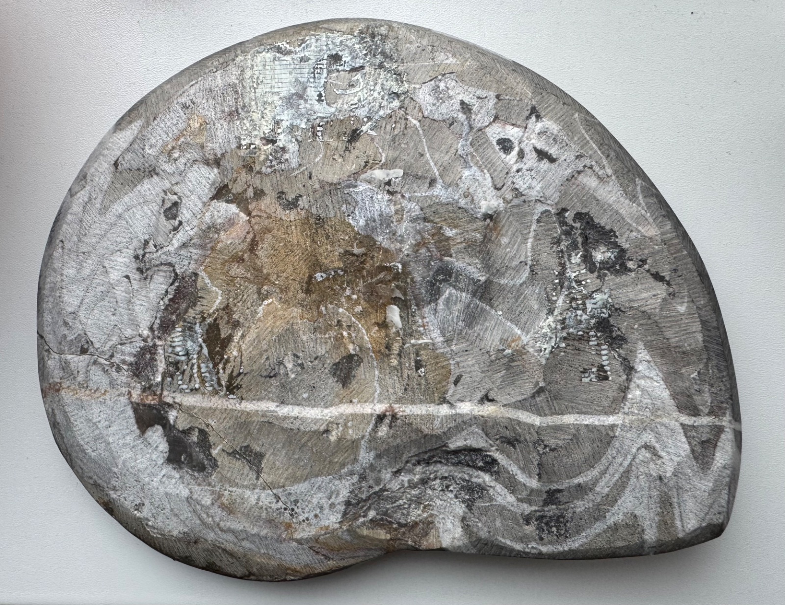 Polished Devonian Goniatite Fossil - view 2
