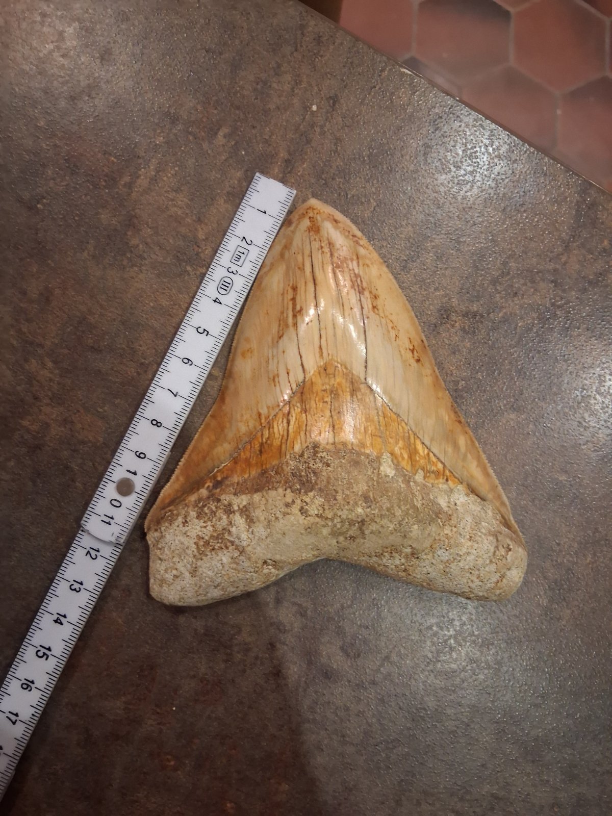 Fossil Megalodon Shark Tooth (Otodus megalodon) - view 1