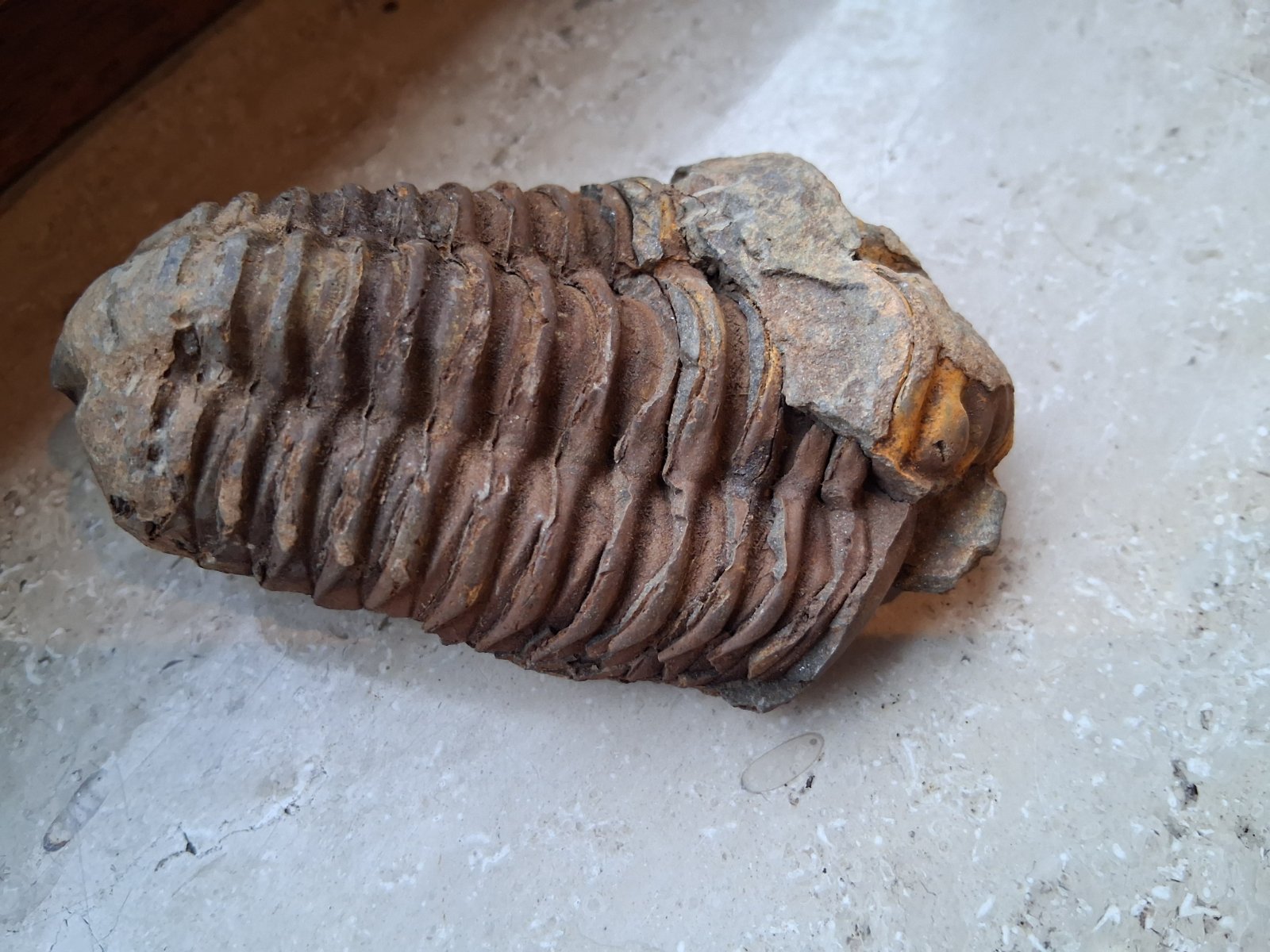 Trilobite - Phacops sp. (Devonian) - view 1