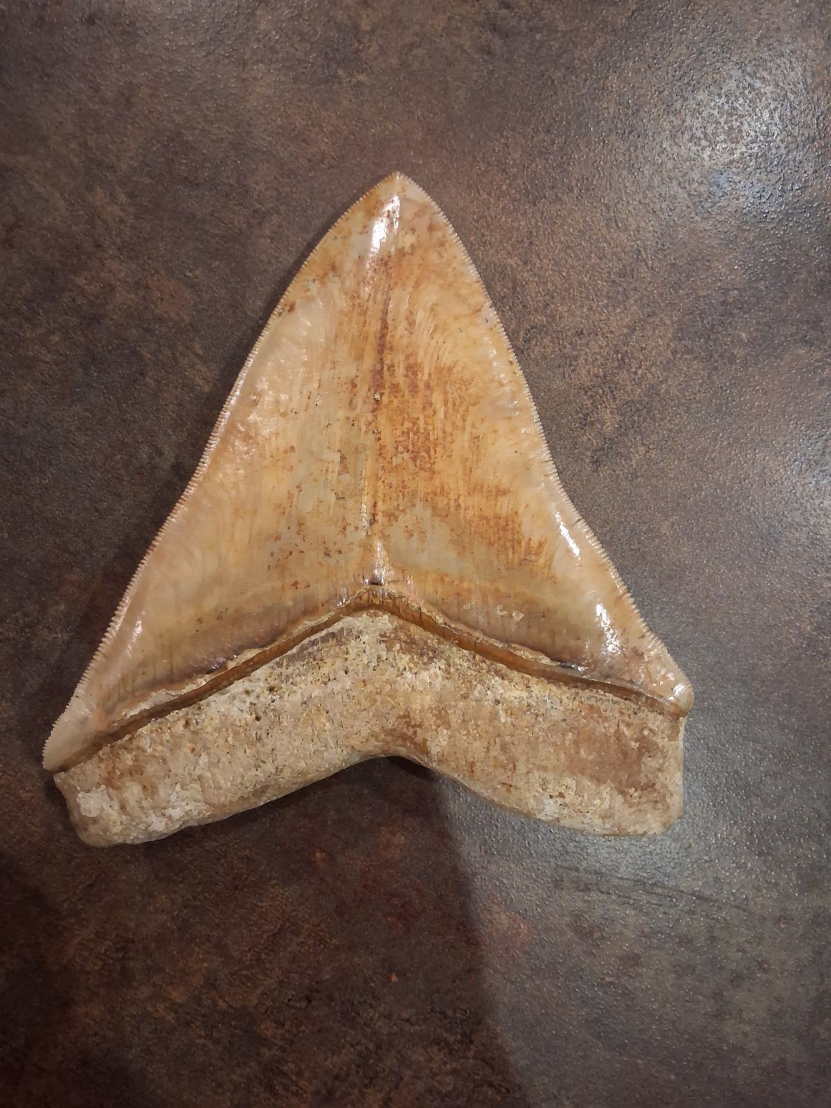Fossil Megalodon Shark Tooth (Otodus megalodon) - view 2