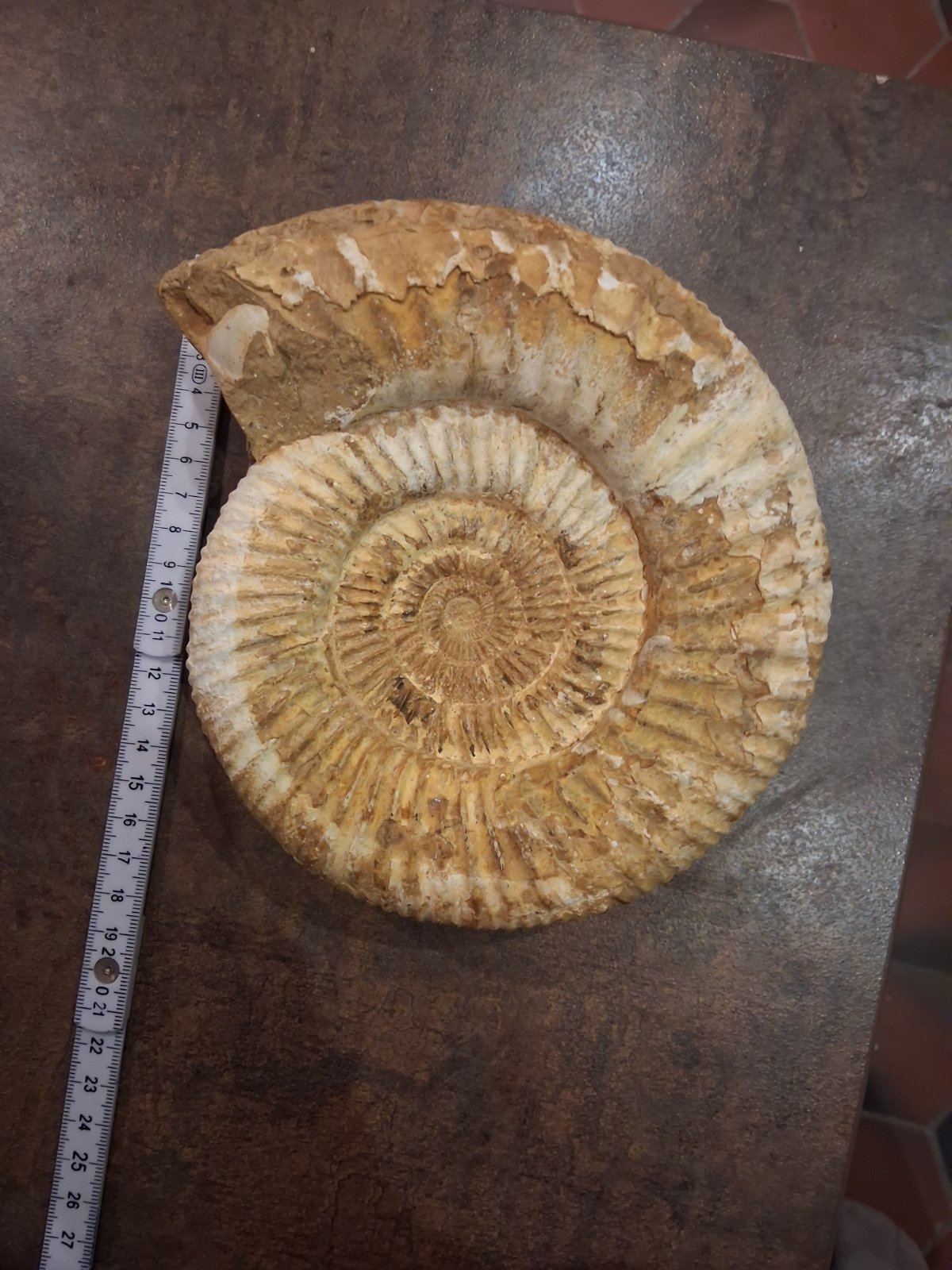 Ammonite Fossil - Mortoniceras cf. inflatum - view 2