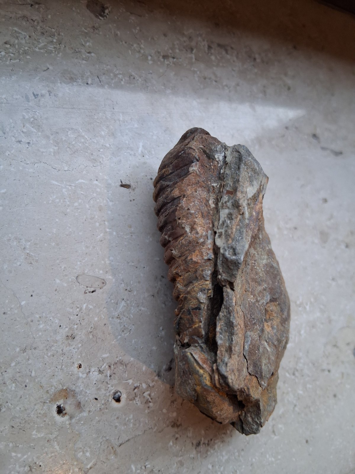 Trilobite - Phacops sp. (Devonian) - view 2