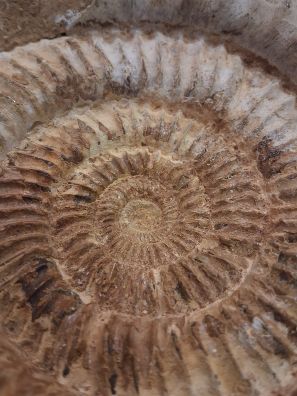 Ammonite Fossil - Mortoniceras cf. inflatum - view 3