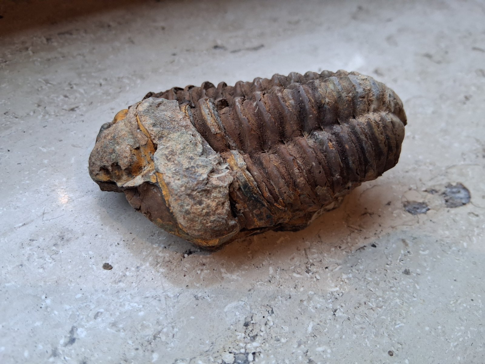 Trilobite - Phacops sp. (Devonian) - view 3