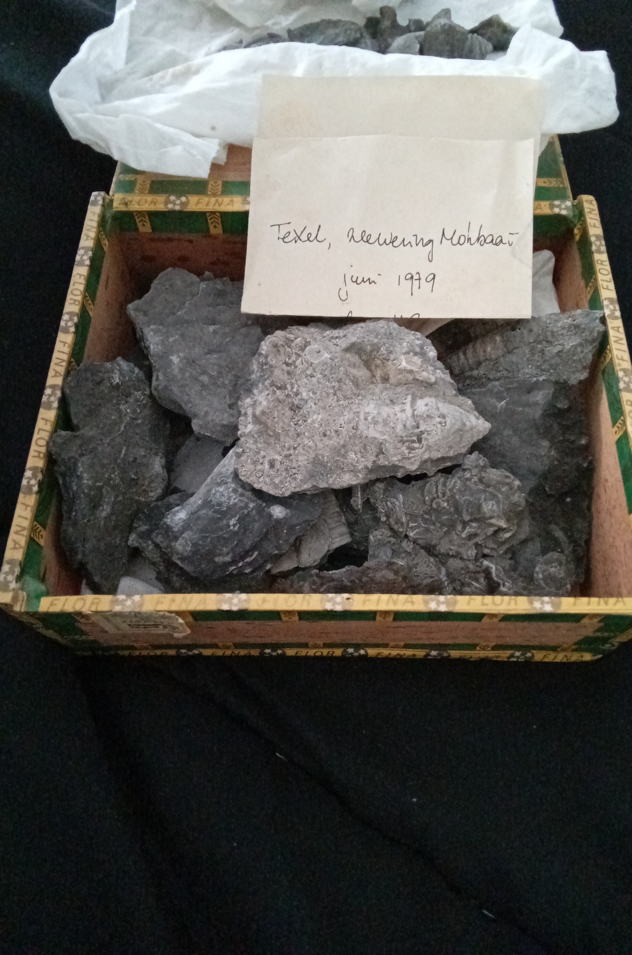 Marine Fossil Assemblage in Matrix (Silurian/Devonian erratic) - fossils collectible