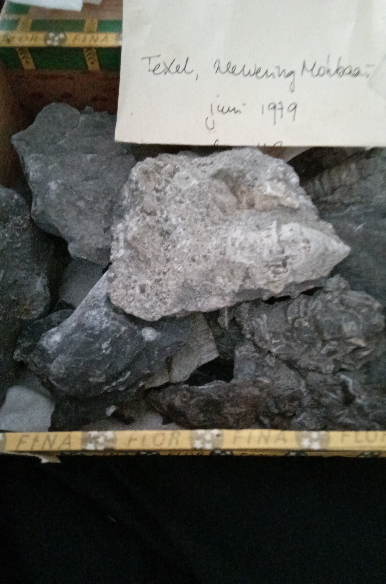 Marine Fossil Assemblage in Matrix (Silurian/Devonian erratic) - view 2