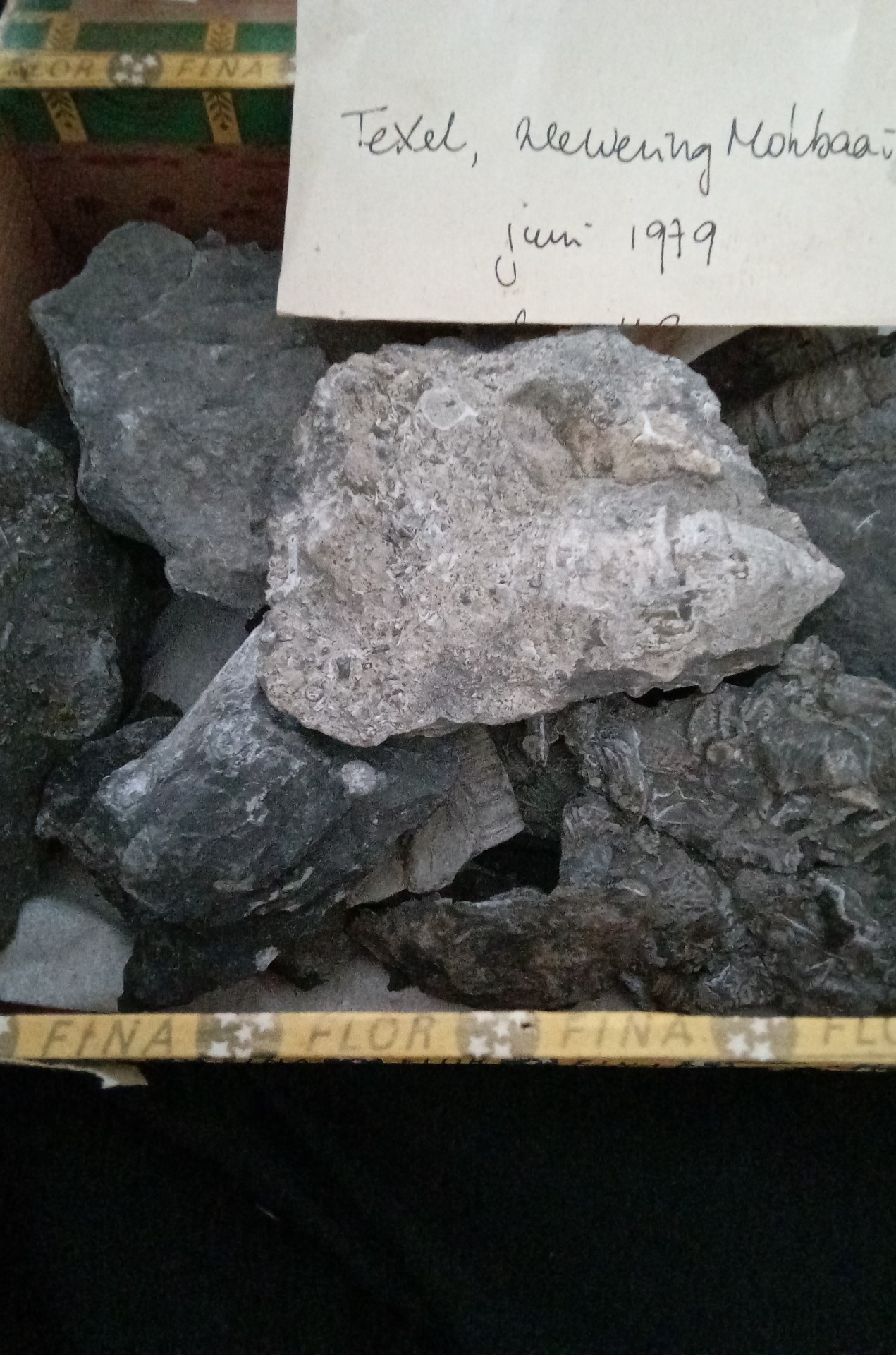 Marine Fossil Assemblage in Matrix (Silurian/Devonian erratic) - view 3