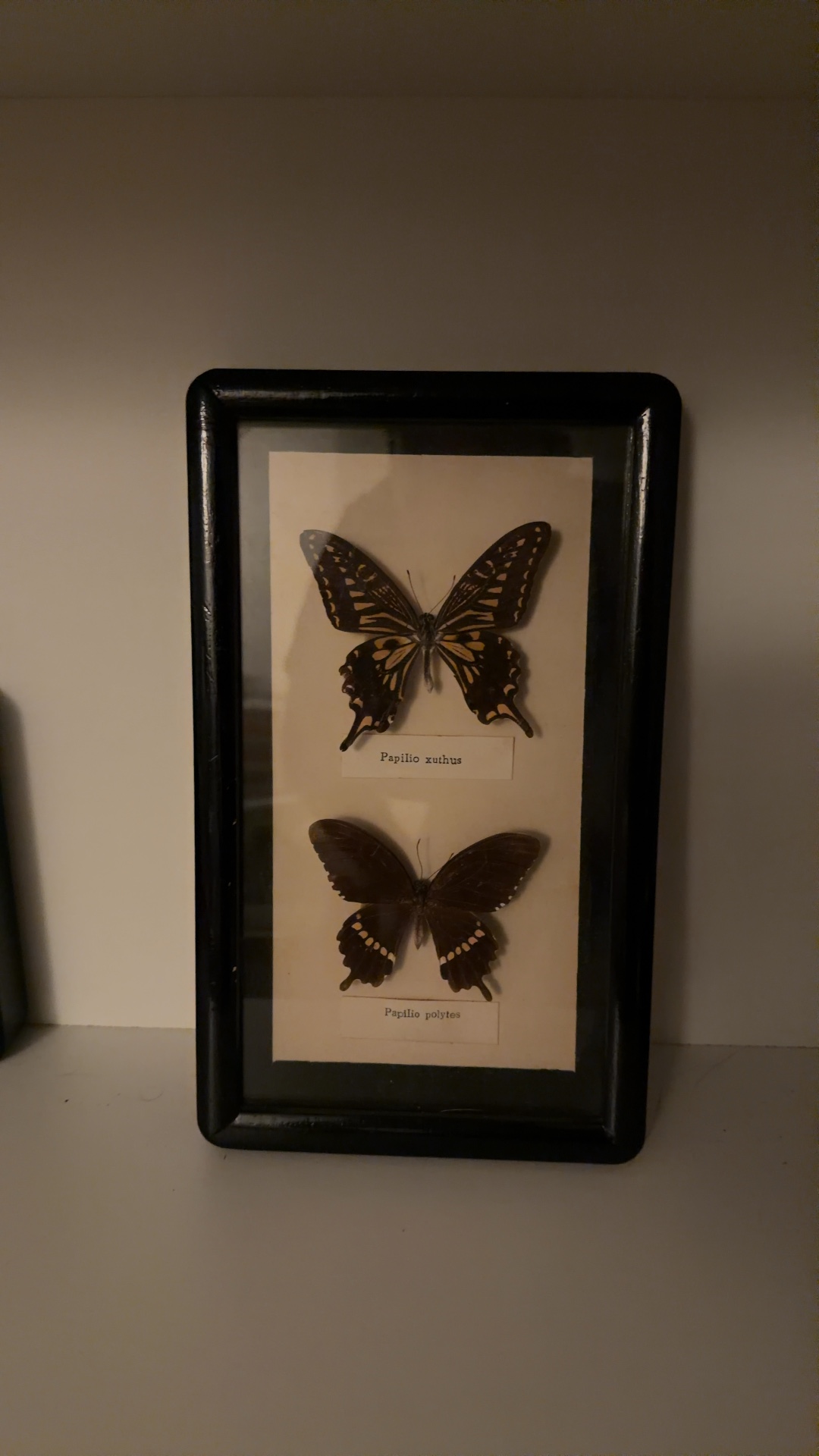 Framed Butterfly Specimen Display (Papilio xuthus & Papilio polytes) - view 1