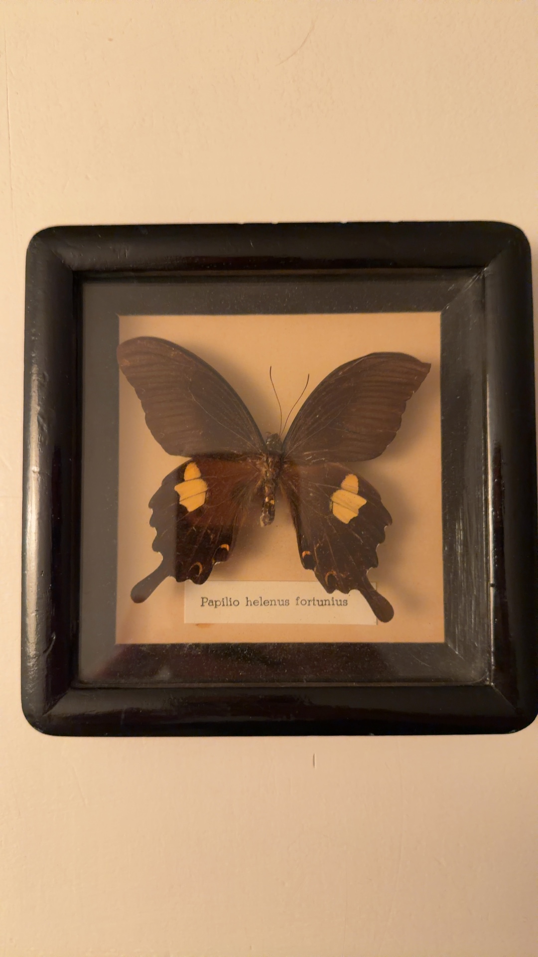 Helena's Swallowtail (Papilio helenus fortunius) Framed Butterfly Specimen - view 1