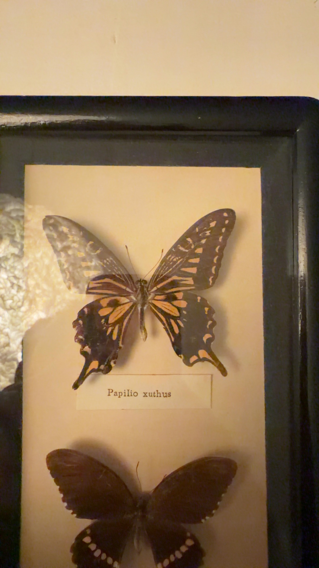 Framed Butterfly Specimen Display (Papilio xuthus & Papilio polytes) - view 2