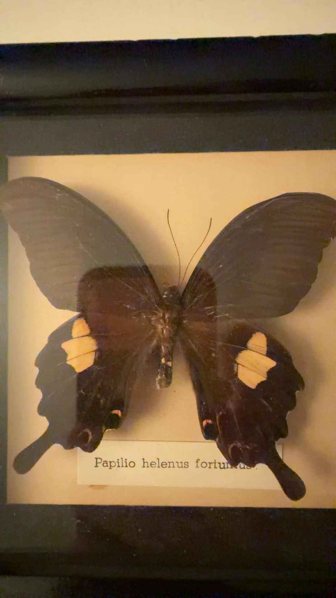 Helena's Swallowtail (Papilio helenus fortunius) Framed Butterfly Specimen - view 2