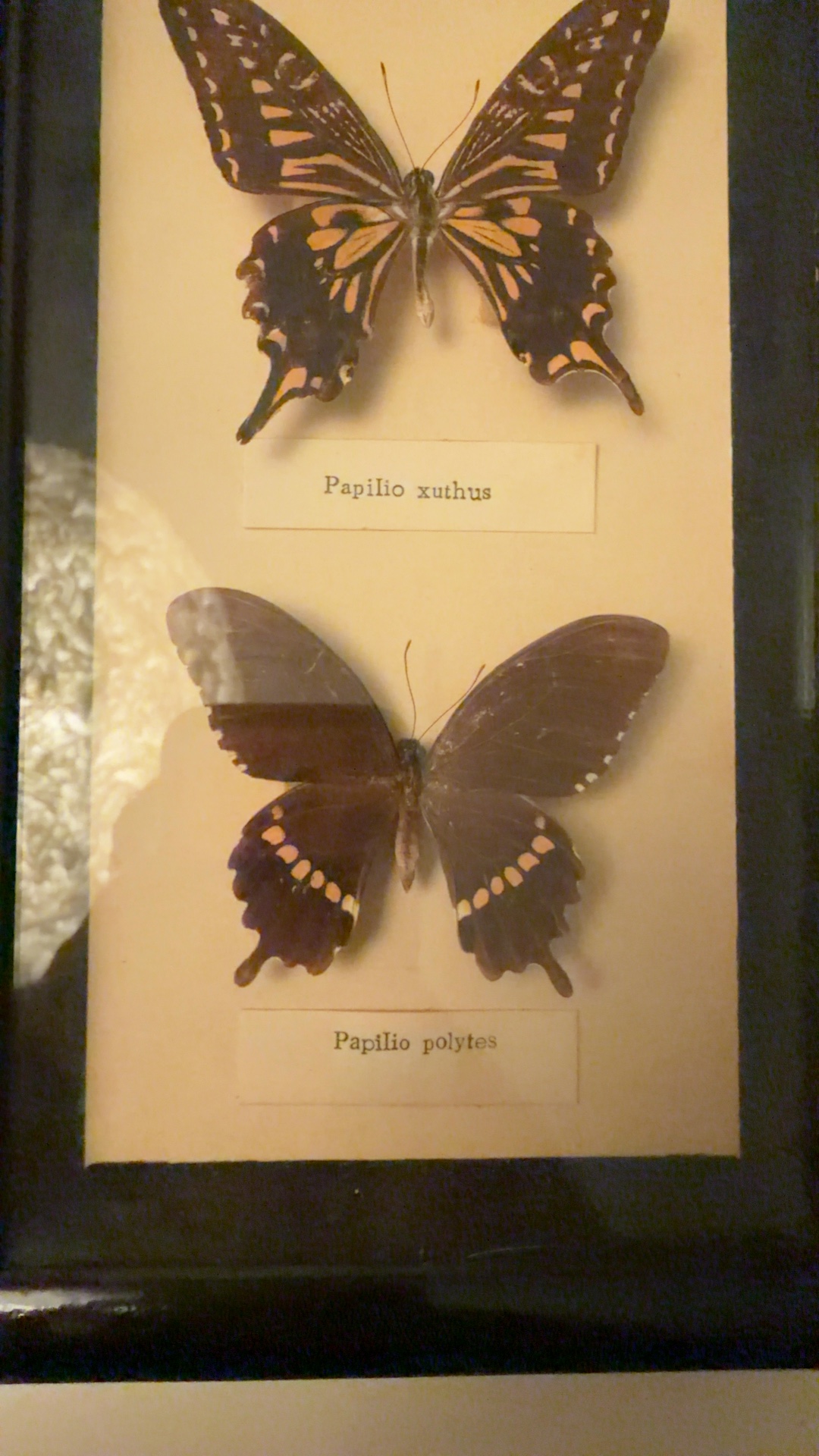 Framed Butterfly Specimen Display (Papilio xuthus & Papilio polytes) - view 3