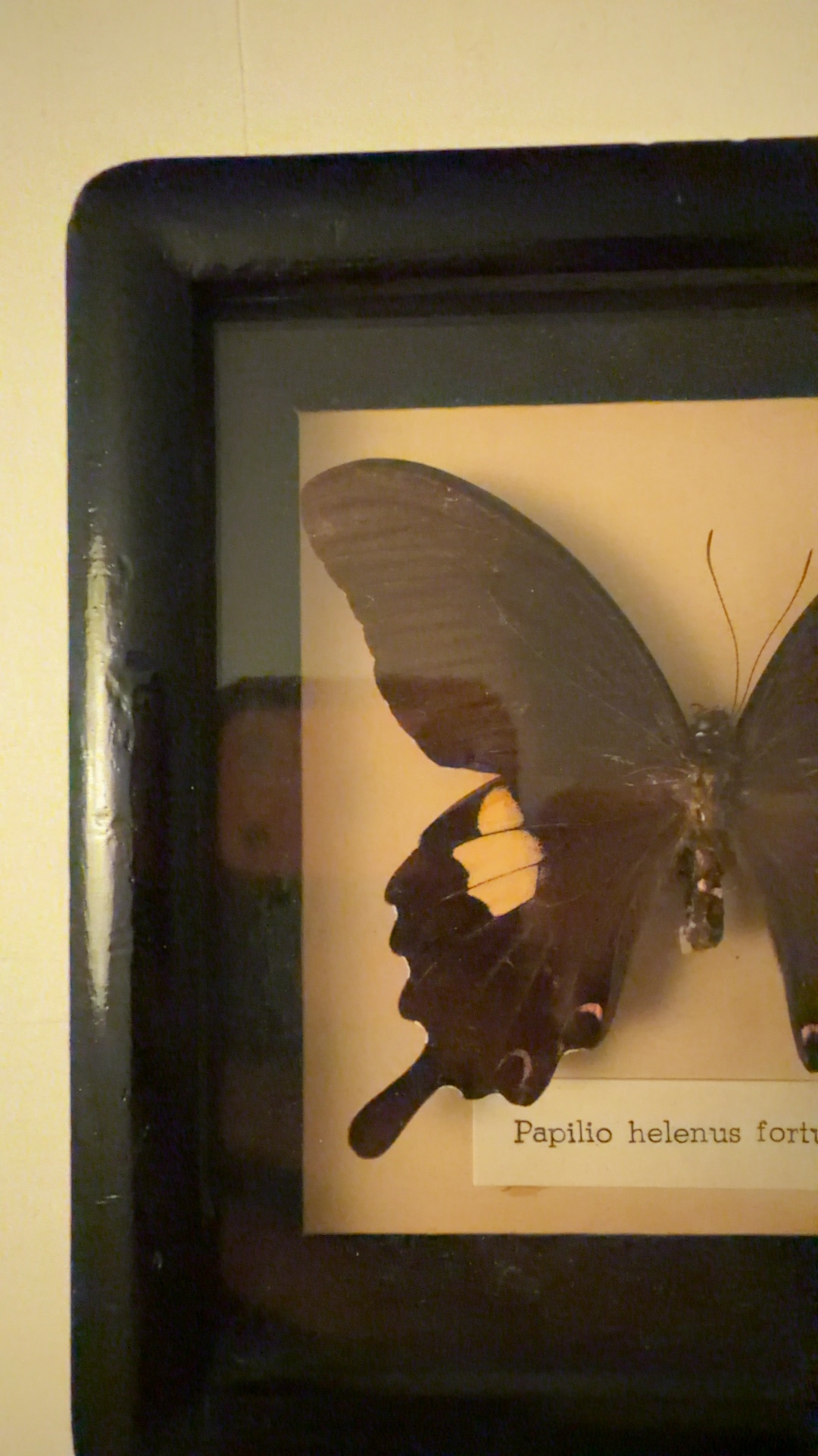 Helena's Swallowtail (Papilio helenus fortunius) Framed Butterfly Specimen - view 3