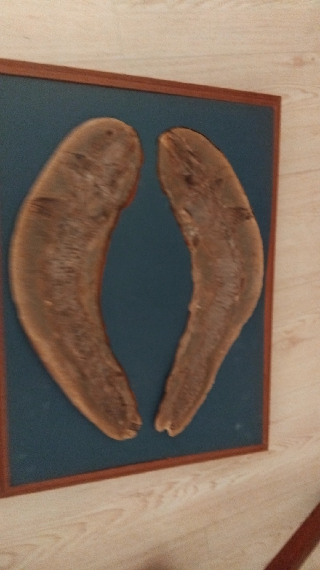 Fossil Fish Concretion (Part and Counterpart) - fossils collectible
