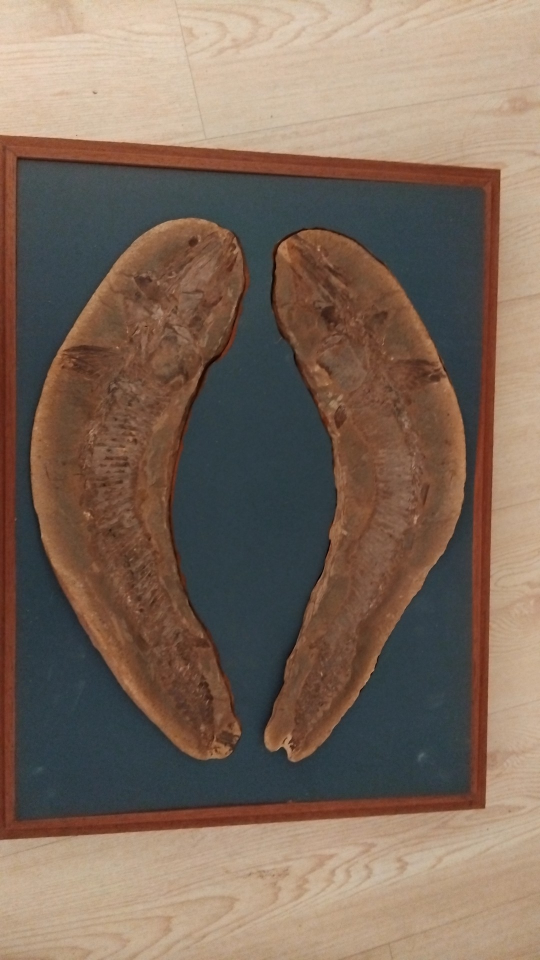 Fossil Fish Concretion (Part and Counterpart) - view 2