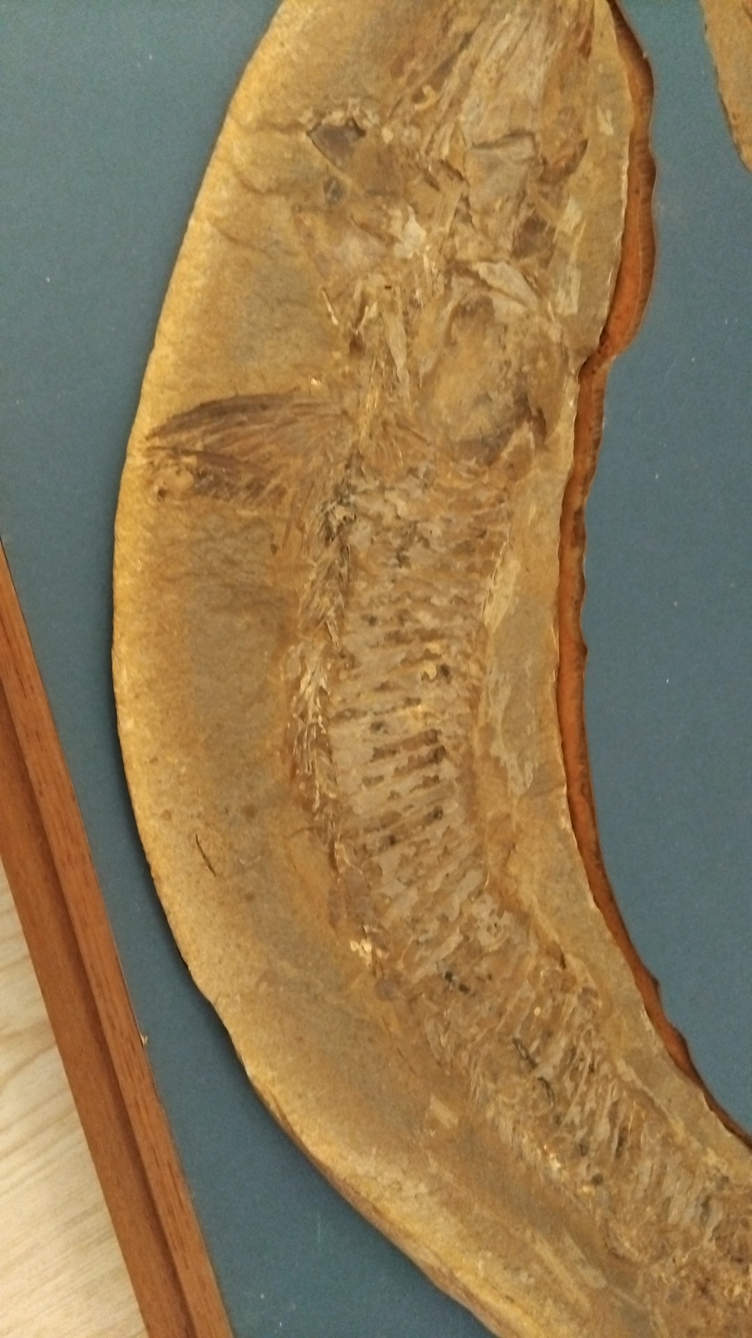 Fossil Fish Concretion (Part and Counterpart) - view 3