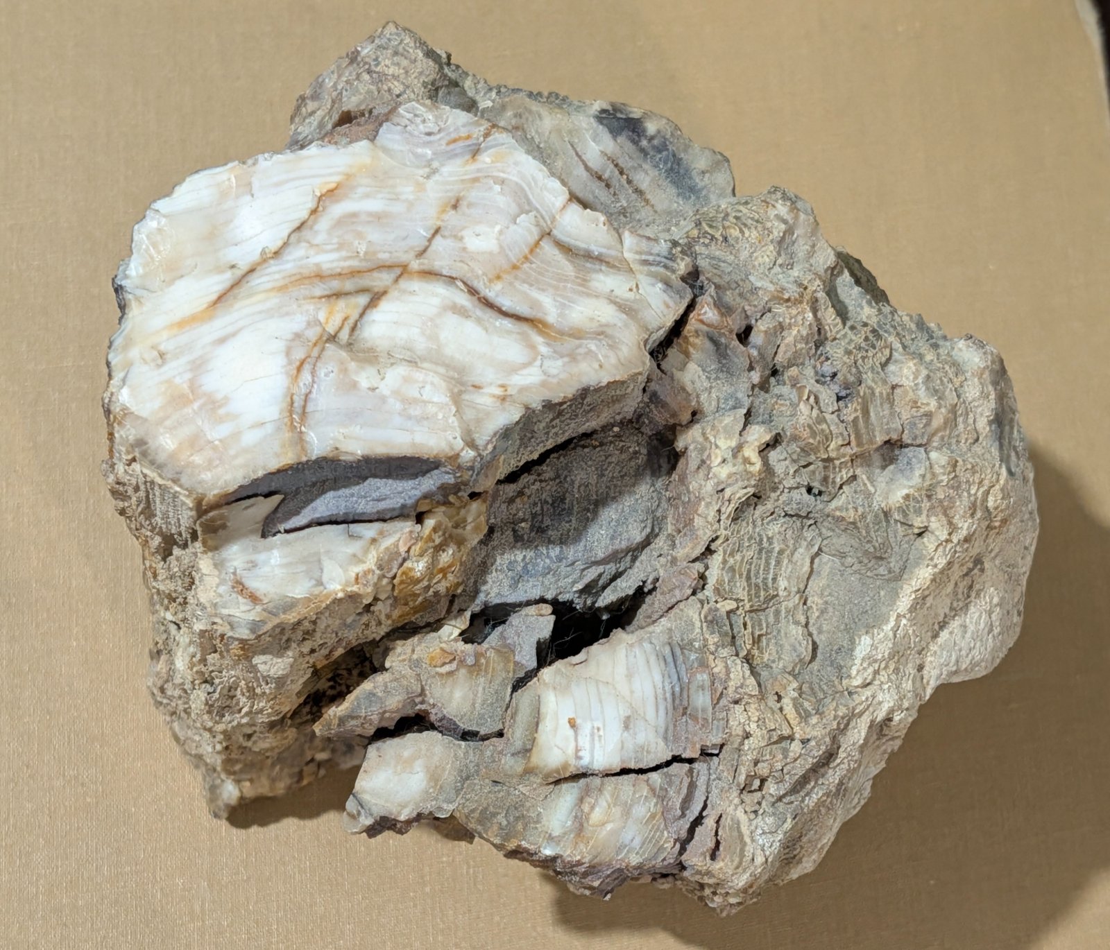 Petrified Wood (Silicified) - view 1