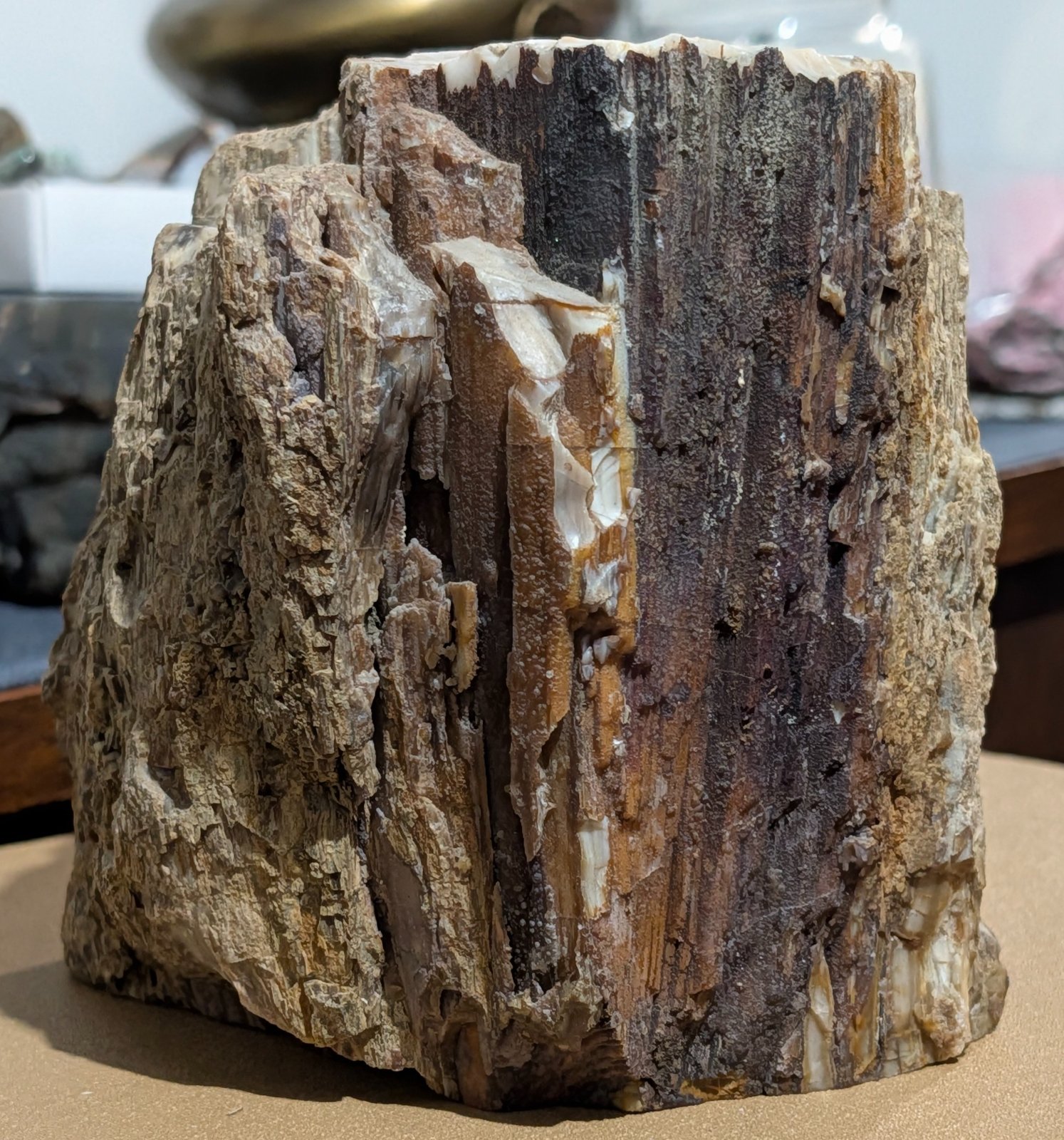 Petrified Wood (Silicified) - view 2