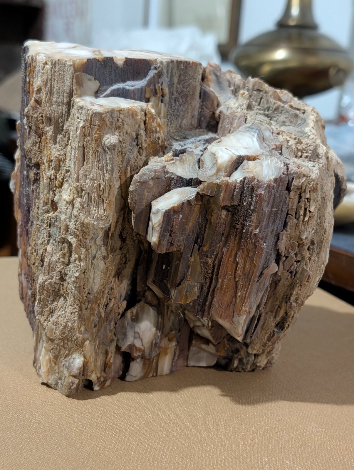 Petrified Wood (Silicified) - view 3