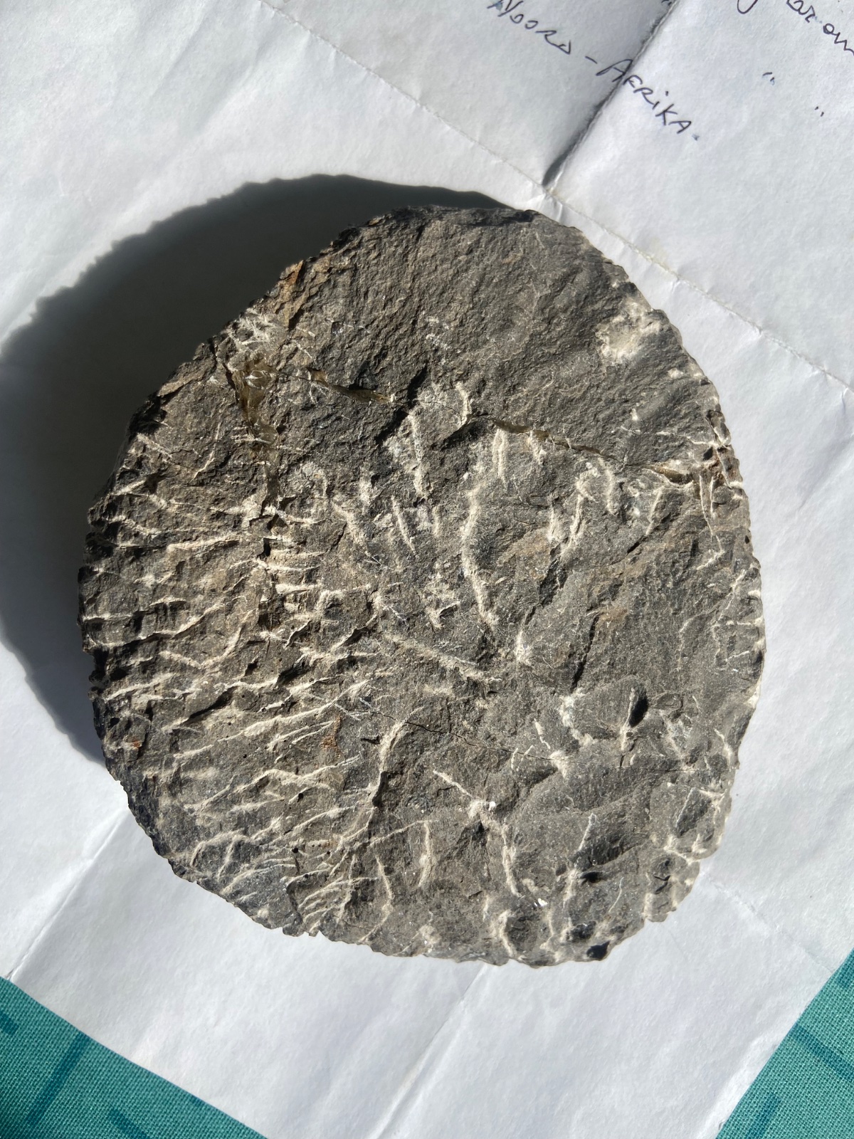 Composite/Reproduction Moroccan Trilobite (Phacopid style) - view 2