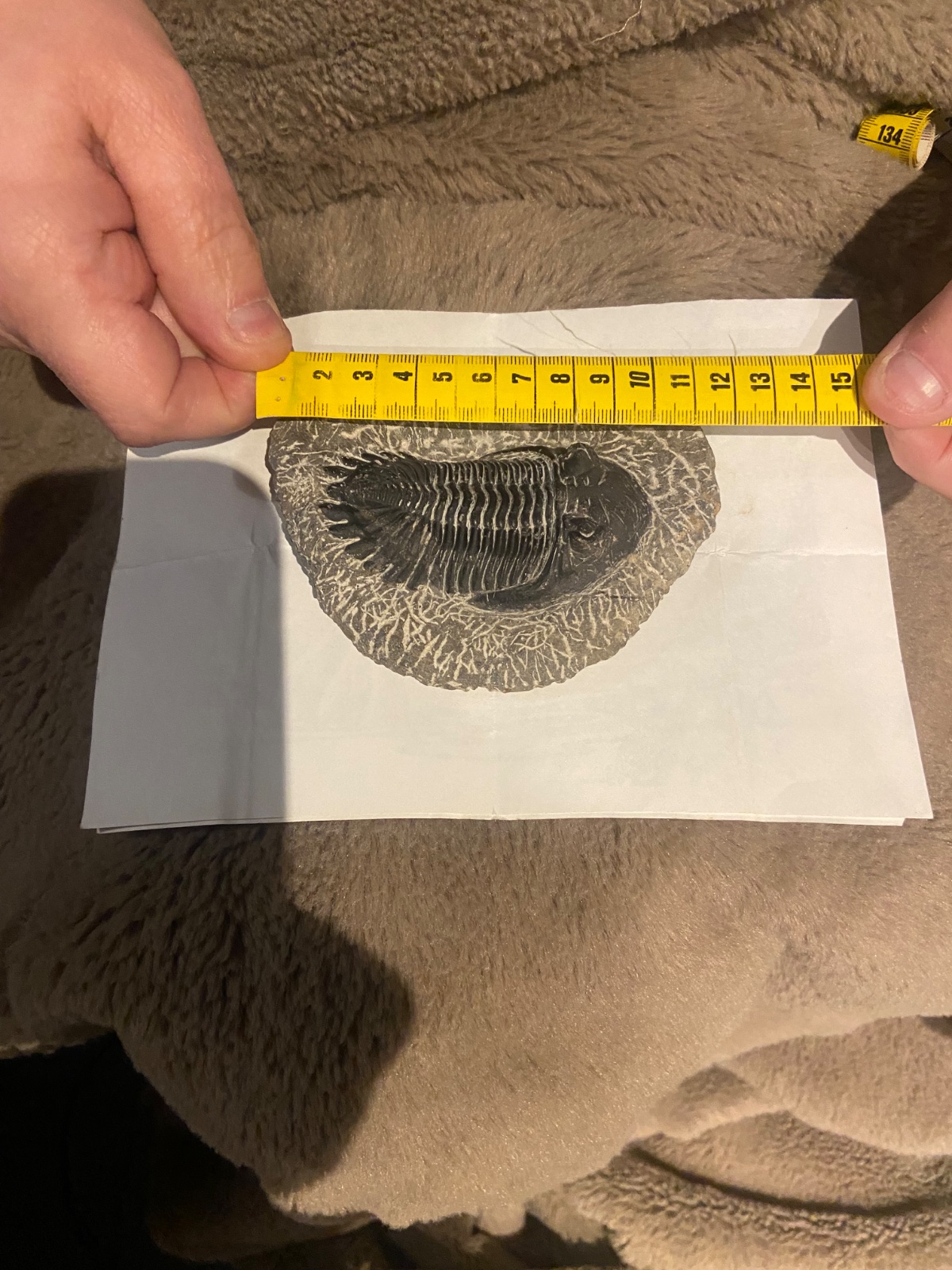 Composite/Reproduction Moroccan Trilobite (Phacopid style) - view 3