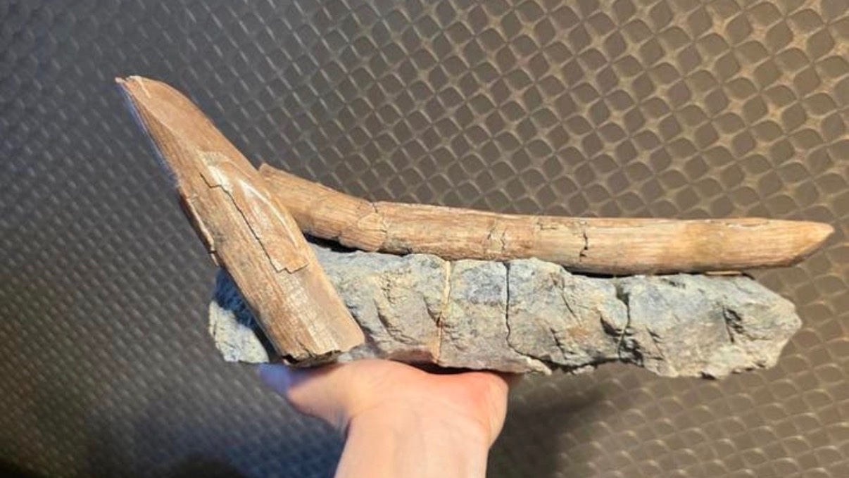 Fossilized Vertebrate Bone Fragments in Matrix (Likely Ribs/Limb Shafts) - view 2