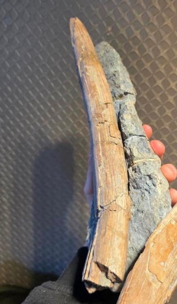 Fossilized Vertebrate Bone Fragments in Matrix (Likely Ribs/Limb Shafts) - view 3