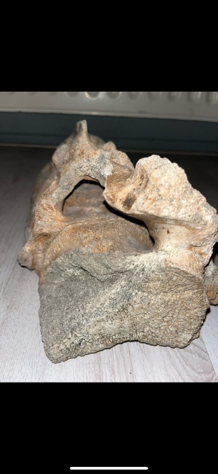 Fossilized Vertebra/Bone Fragment (Possibly Cetacean or other large mammal) - view 2