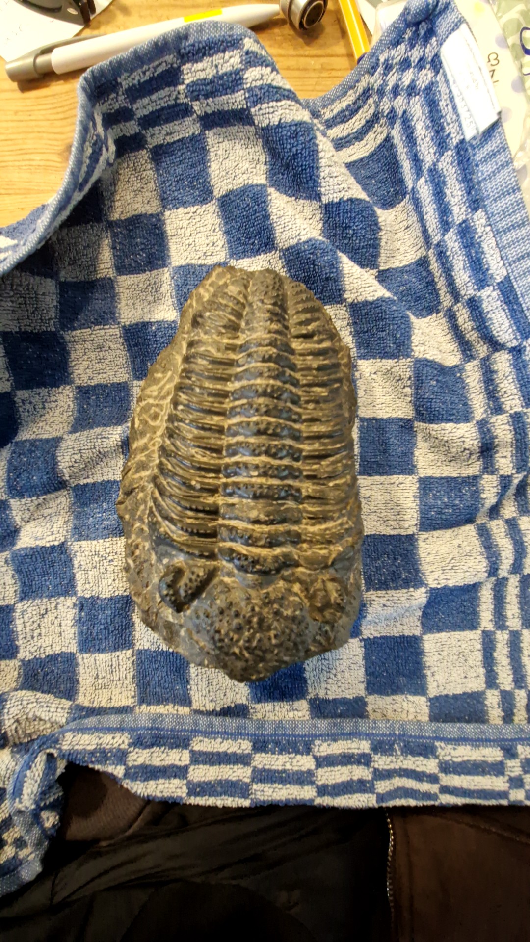 Replica/Cast of a Drotops Trilobite - fossils collectible