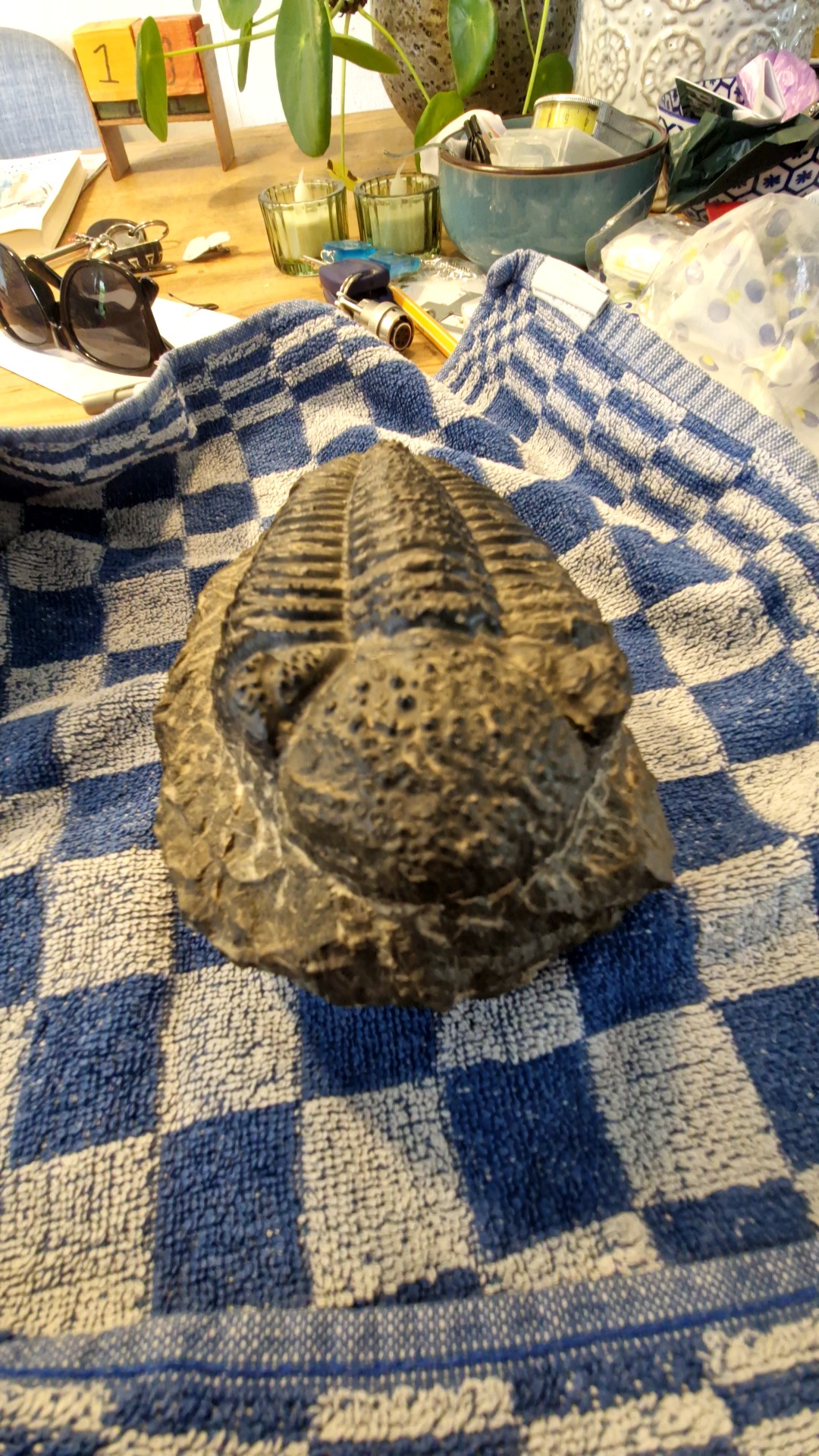 Replica/Cast of a Drotops Trilobite - view 2
