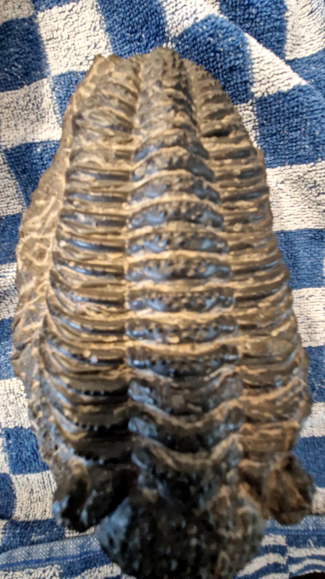 Replica/Cast of a Drotops Trilobite - view 3