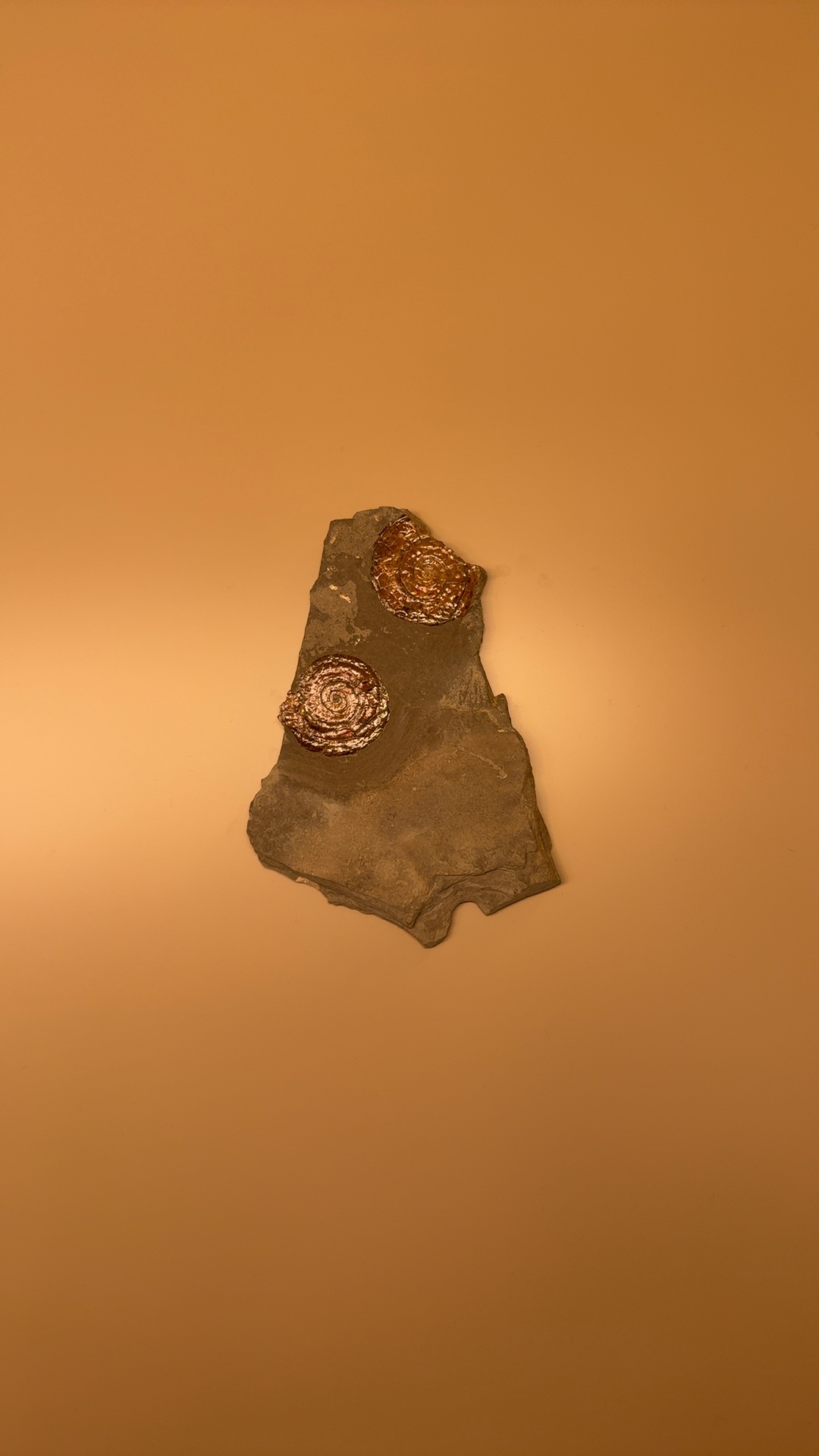 Pyritized Ammonite Fossils on Shale Matrix - view 1