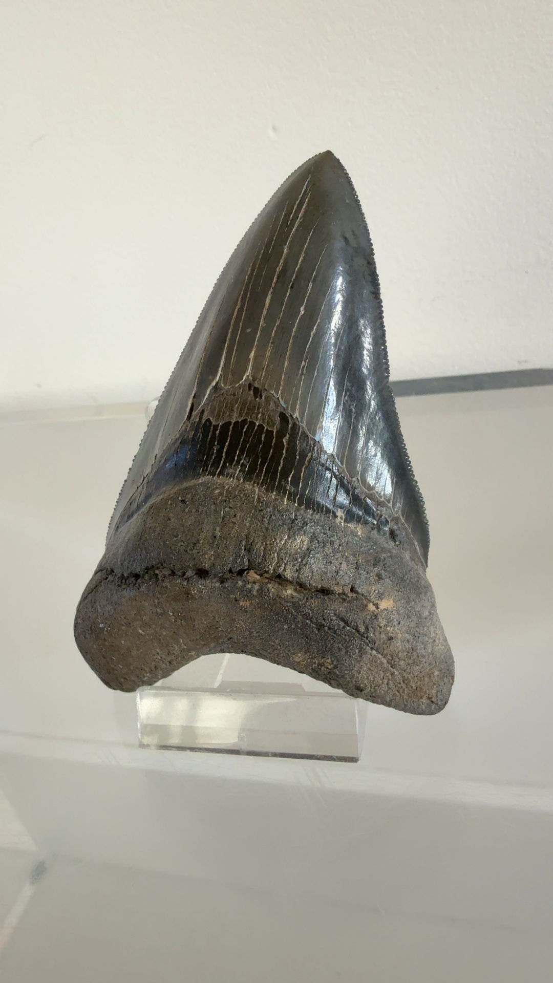 Megalodon Tooth (Carcharocles megalodon) - view 2