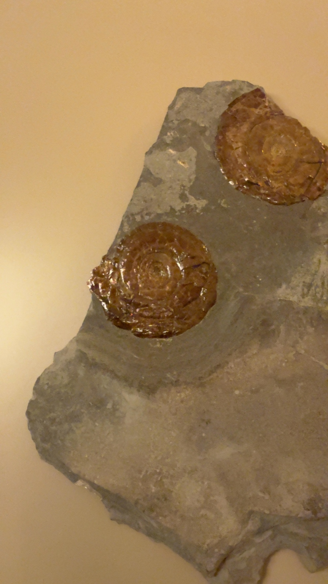 Pyritized Ammonite Fossils on Shale Matrix - view 2
