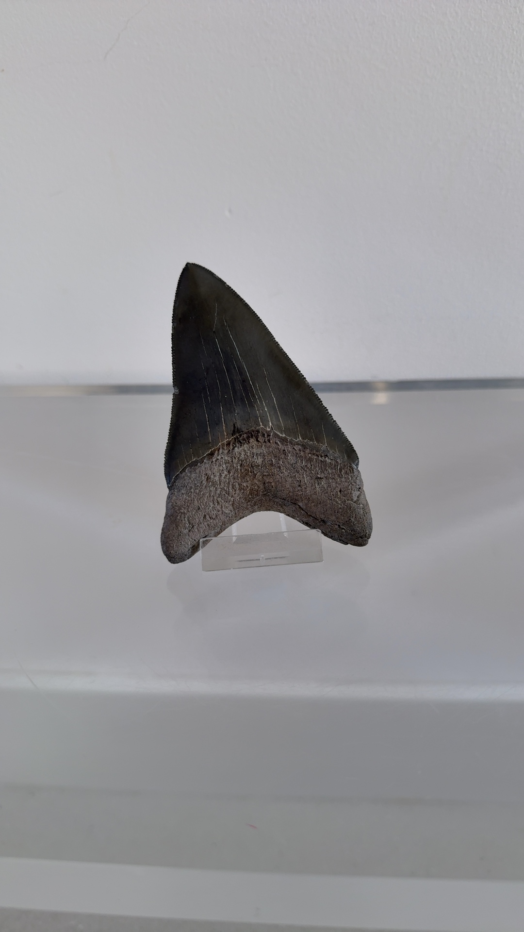 Megalodon Tooth (Carcharocles megalodon) - view 3