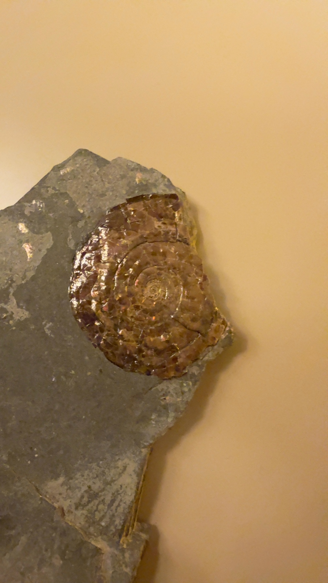 Pyritized Ammonite Fossils on Shale Matrix - view 3