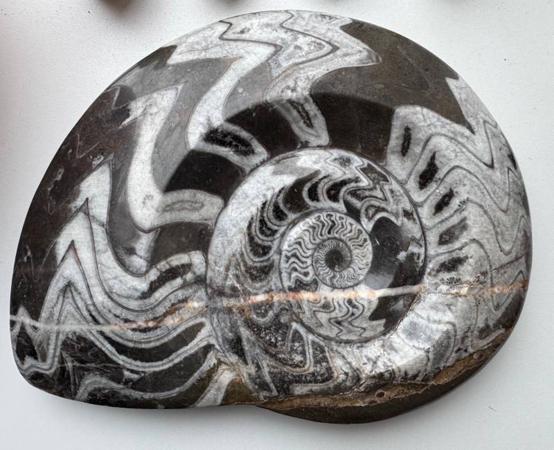 Polished Devonian Goniatite Fossil - fossils collectible