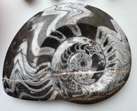 Polished Devonian Goniatite Fossil - view 1