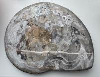 Polished Devonian Goniatite Fossil - view 2