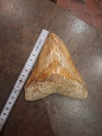 Megalodon Tooth - Otodus megalodon (Miocene to Pliocene) - view 1