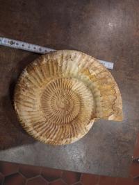 Ammonite Fossil - cf. Perisphinctes (Jurassic, approx. 160 Ma) - view 1