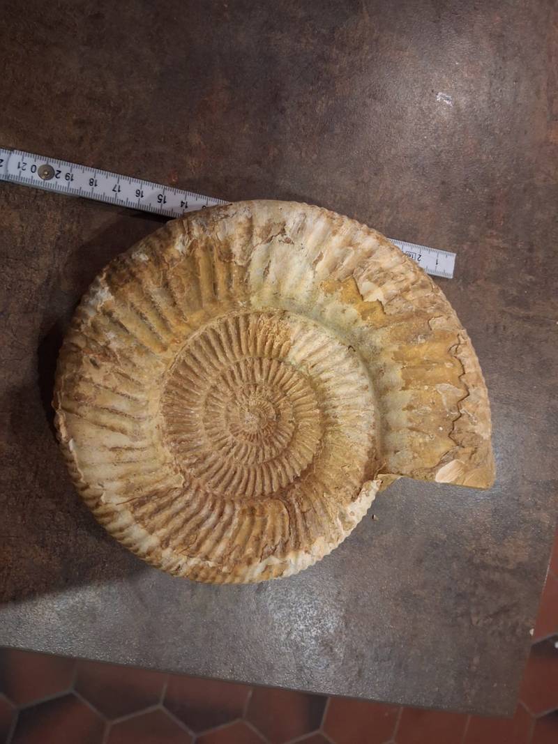 Ammonite Fossil - cf. Perisphinctes (Jurassic, approx. 160 Ma) - fossils collectible
