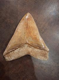 Megalodon Tooth - Otodus megalodon (Miocene to Pliocene) - view 2