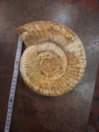 Ammonite Fossil - cf. Perisphinctes (Jurassic, approx. 160 Ma) - view 2