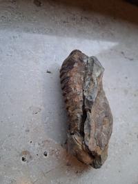 Trilobite - Flexicalymene ouzregui (Ordovician, Ktaoua Formation, Morocco) - view 2