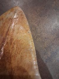 Megalodon Tooth - Otodus megalodon (Miocene to Pliocene) - view 3
