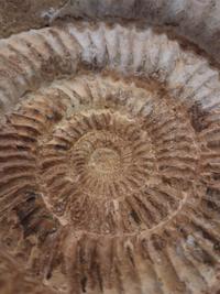 Ammonite Fossil - cf. Perisphinctes (Jurassic, approx. 160 Ma) - view 3