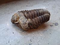 Trilobite - Flexicalymene ouzregui (Ordovician, Ktaoua Formation, Morocco) - view 3