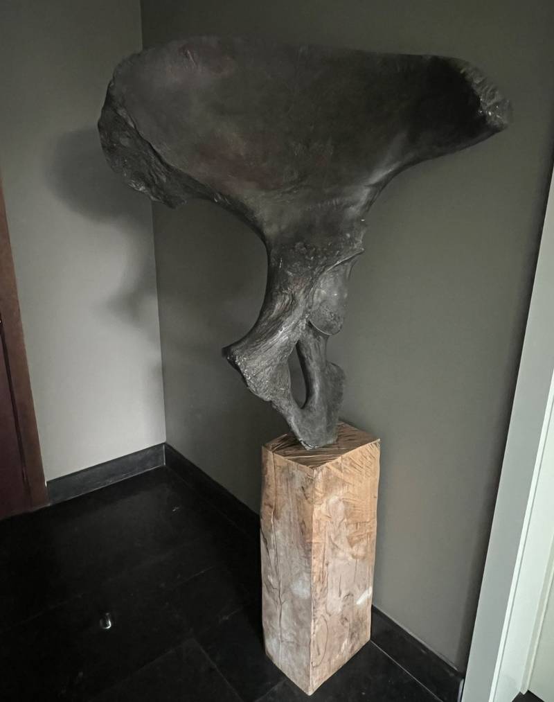 Proboscidean Innominate (Fossilized Elephant or Mammoth Pelvis) - fossils collectible